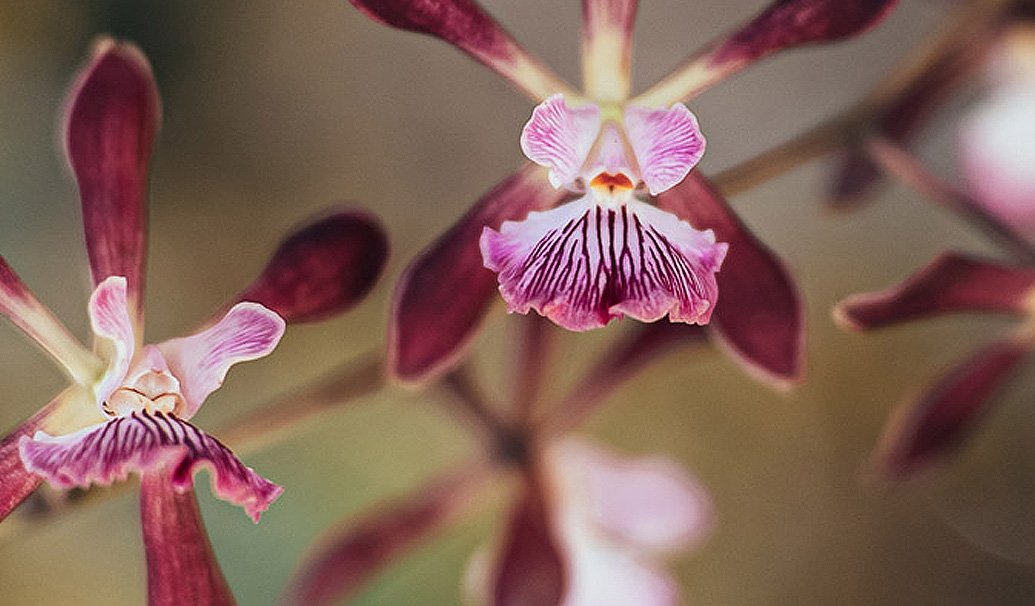 Redland International Orchid Festival