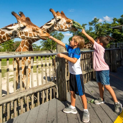 Giraffe Feeding (Africa)