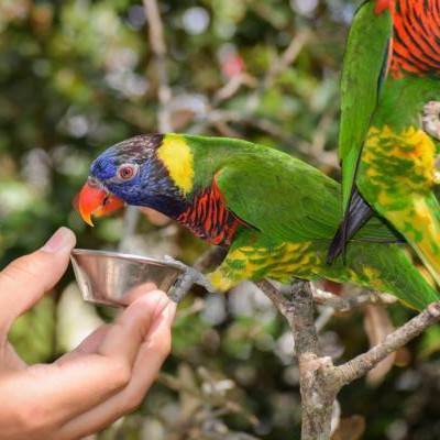 Parrot Feeding