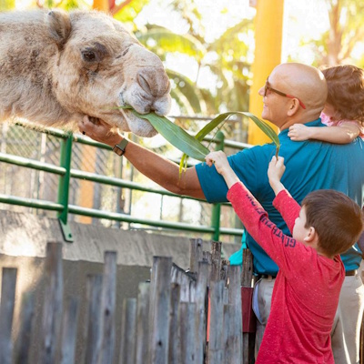 Camel Feeding
