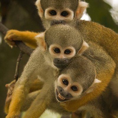 Monkey Jungle
