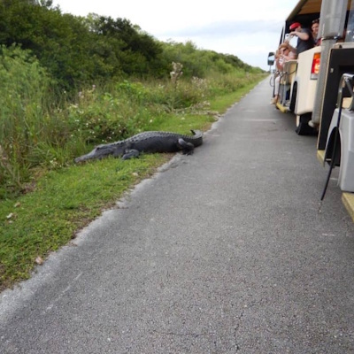 Shark Valley Everglades Tram Tour