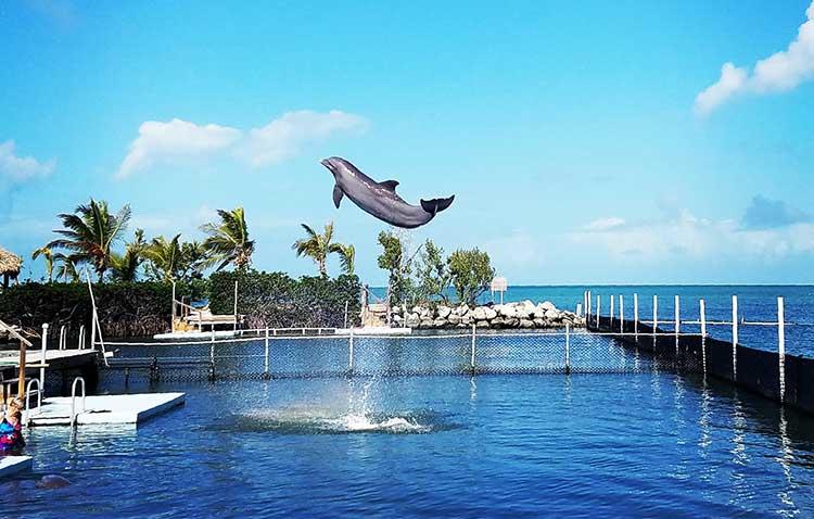 Dolphin Research Center Day Tour — Key West