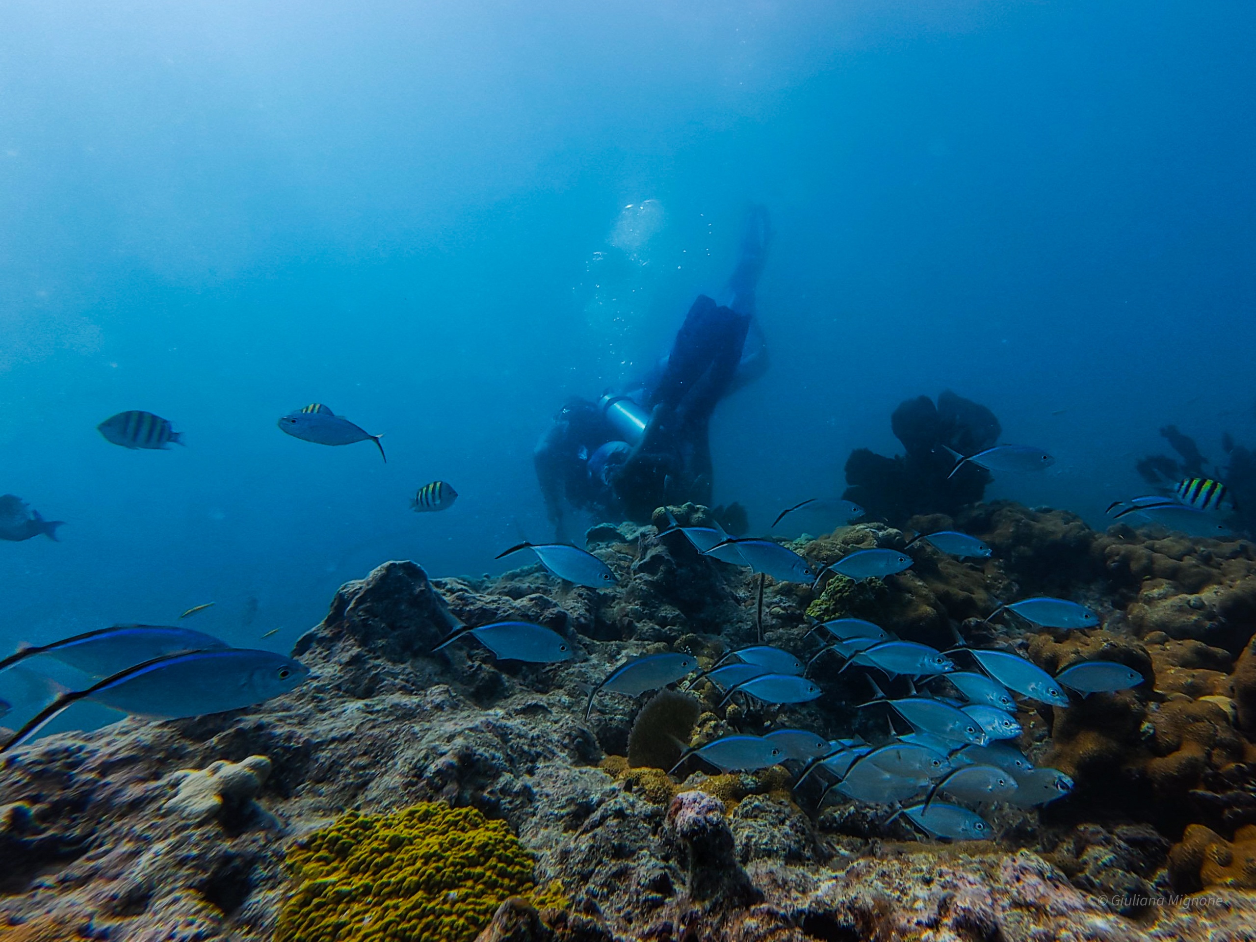 Afternoon 2-Tank Reef Dive | Key West Barrier Reef Experience — Key West