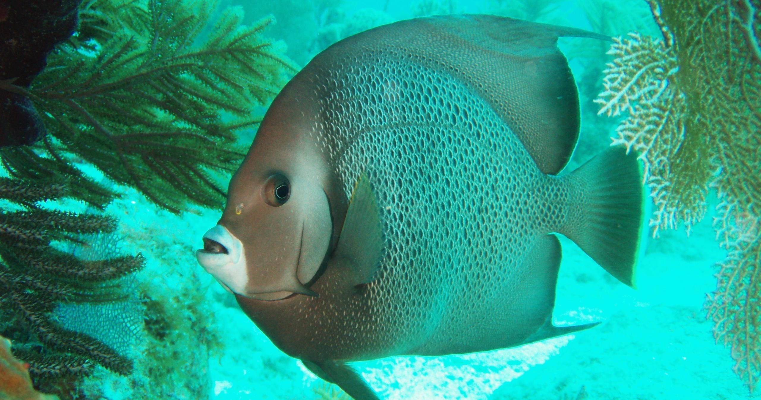Snorkel the Reef — Islamorada