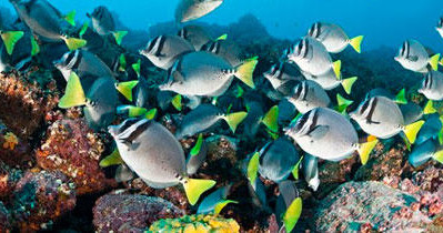 Glass-Bottom Boat Cruises in Key Largo — Key Largo