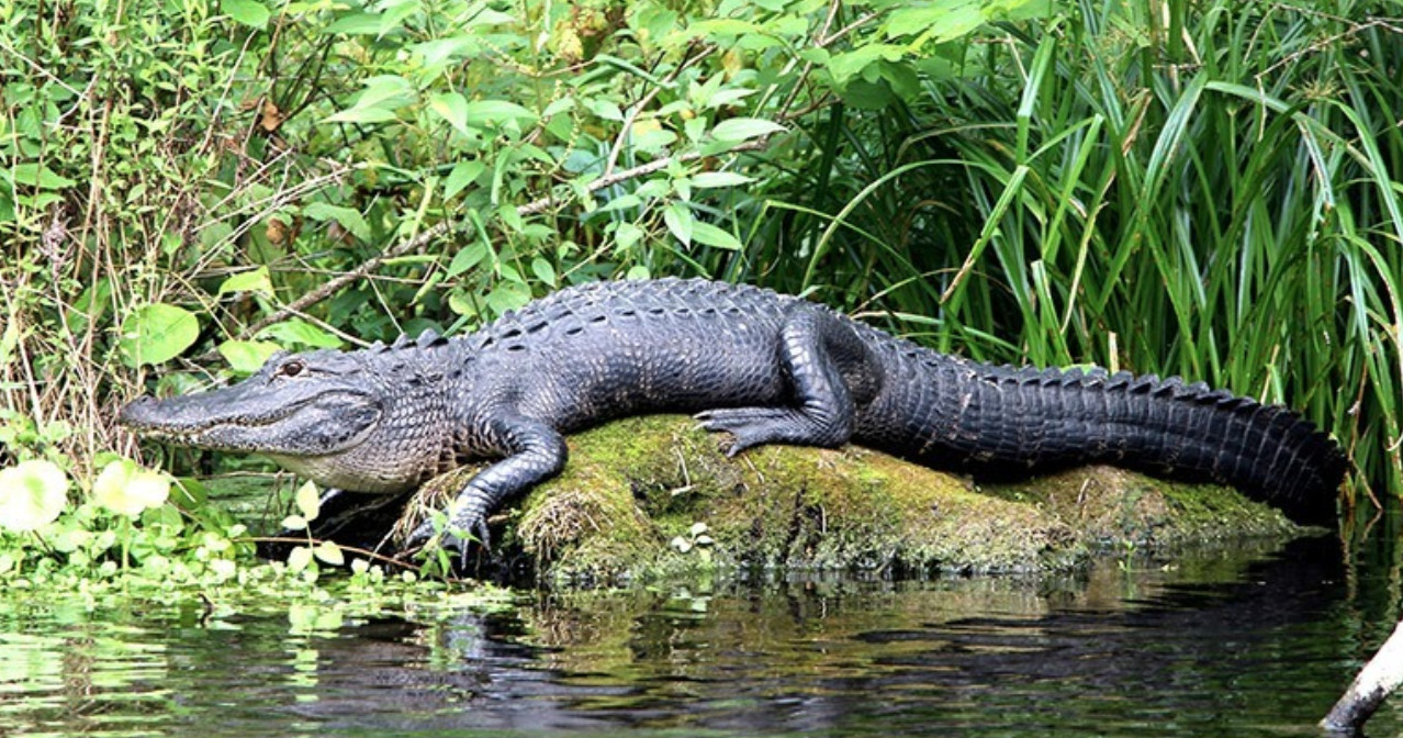 Private Everglades Tour