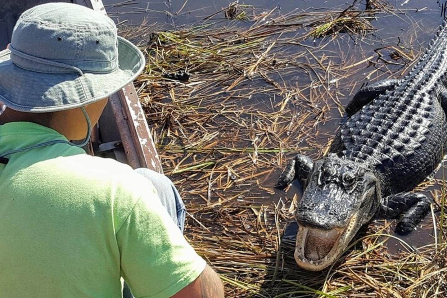 Air Boat Ride & Nature Walk: Everglades National Park — Hollywood