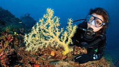 Reef Dive or Snorkel Trip — Key West
