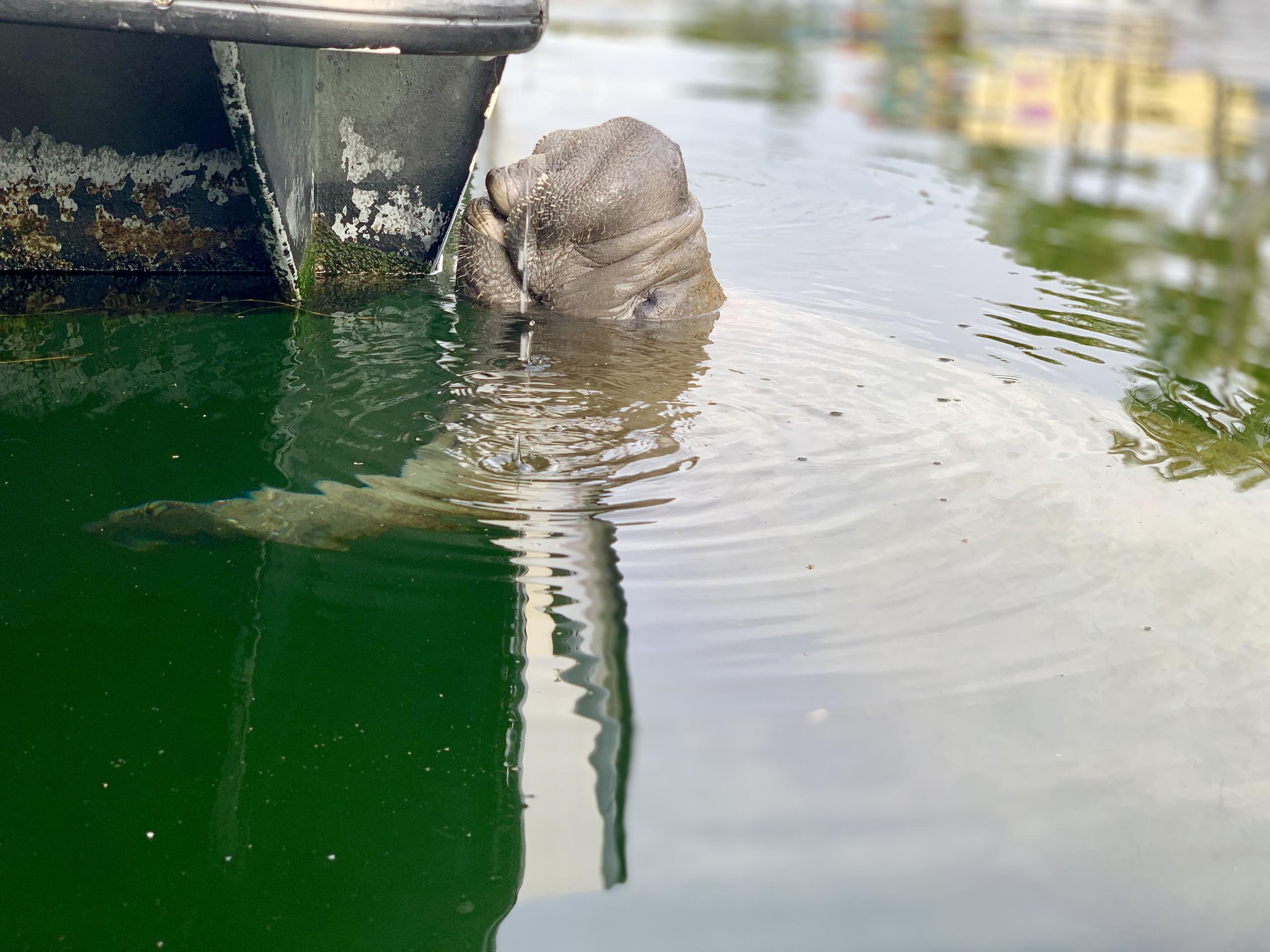 Eco Adventure Tour (Boat) — Key Largo