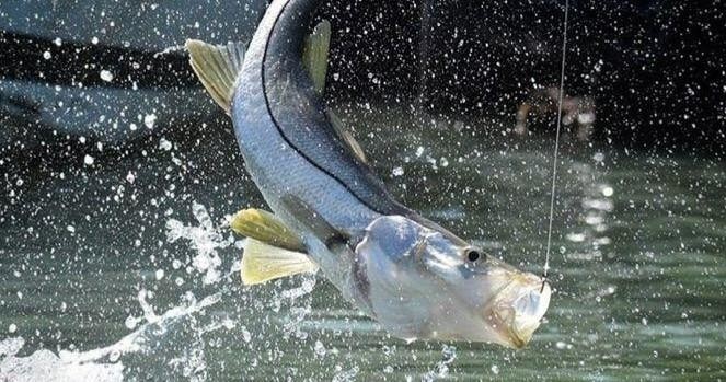 3 - 4 Day Fishing — Cape Coral