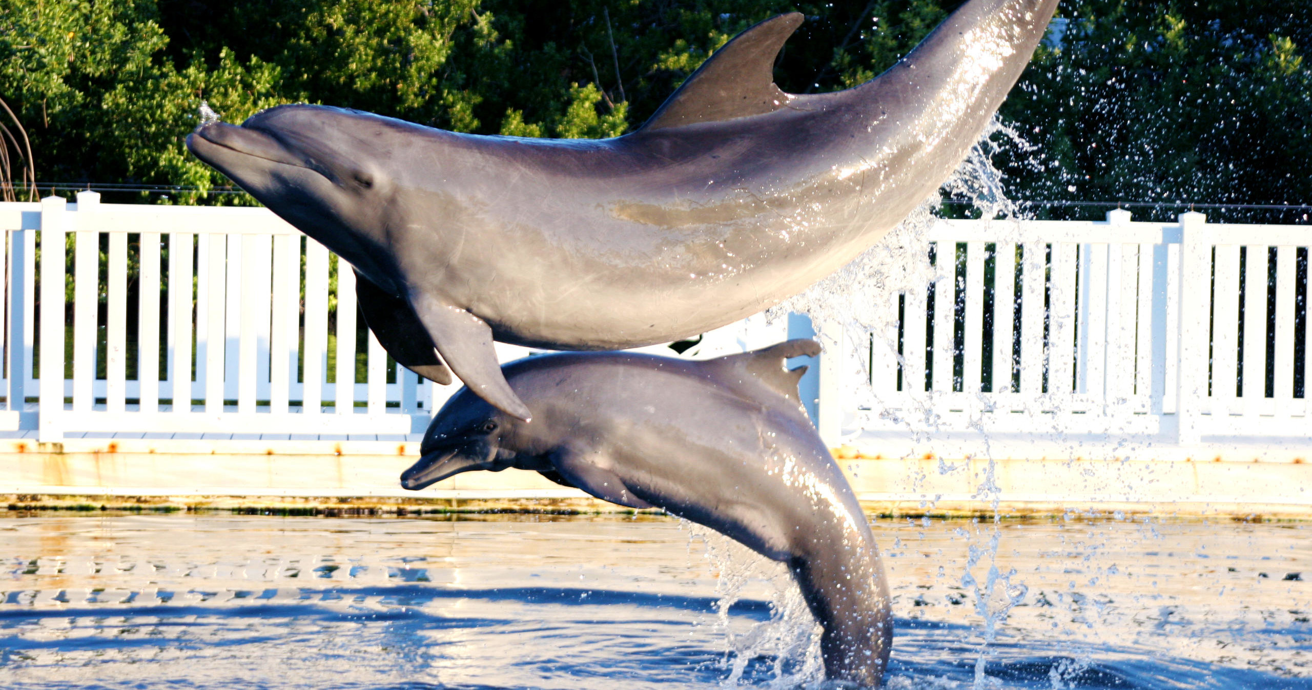 Road Trip: Tour to Islamorada's Theater of the Sea — Key West