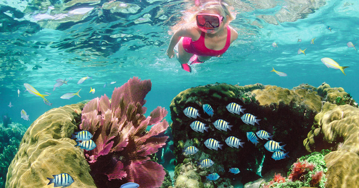 12pm Shallow Reef Snorkel Tour — Key Largo