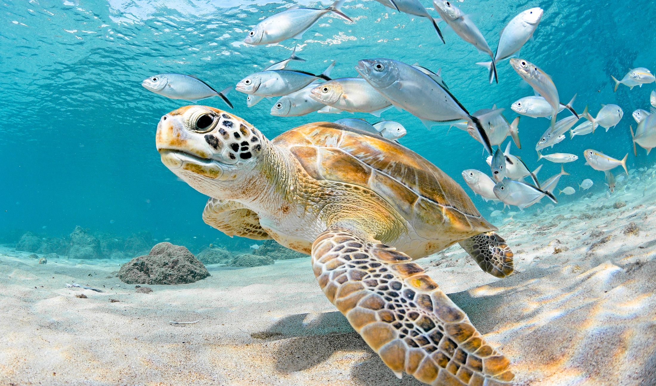 3pm Shallow Reef Snorkel Tour — Key Largo