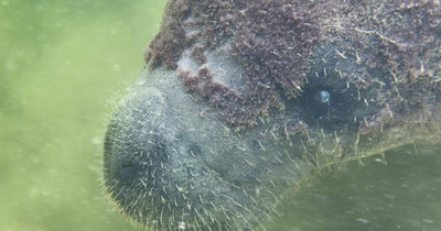 Eco Adventure Tour — Key Largo