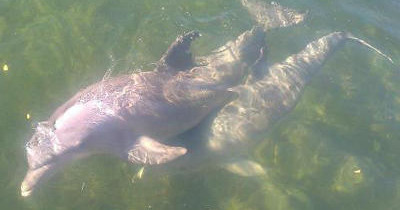 Dolphin Tour — Key Largo