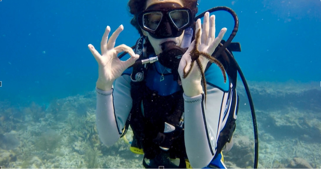 Open Water Check Out Dives