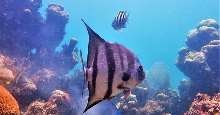 Private Snorkel PLUS+ — Miami Beach