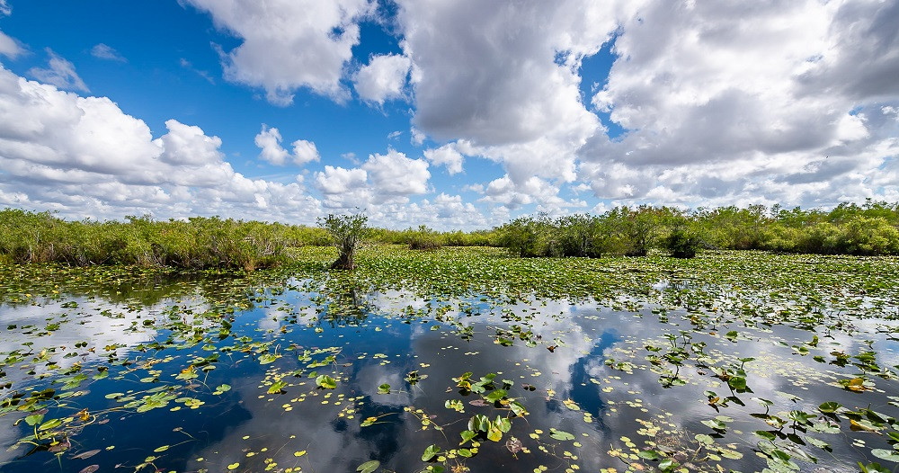 Depart from Miami to discover the Everglades with Airboat tour included — Miami Beach