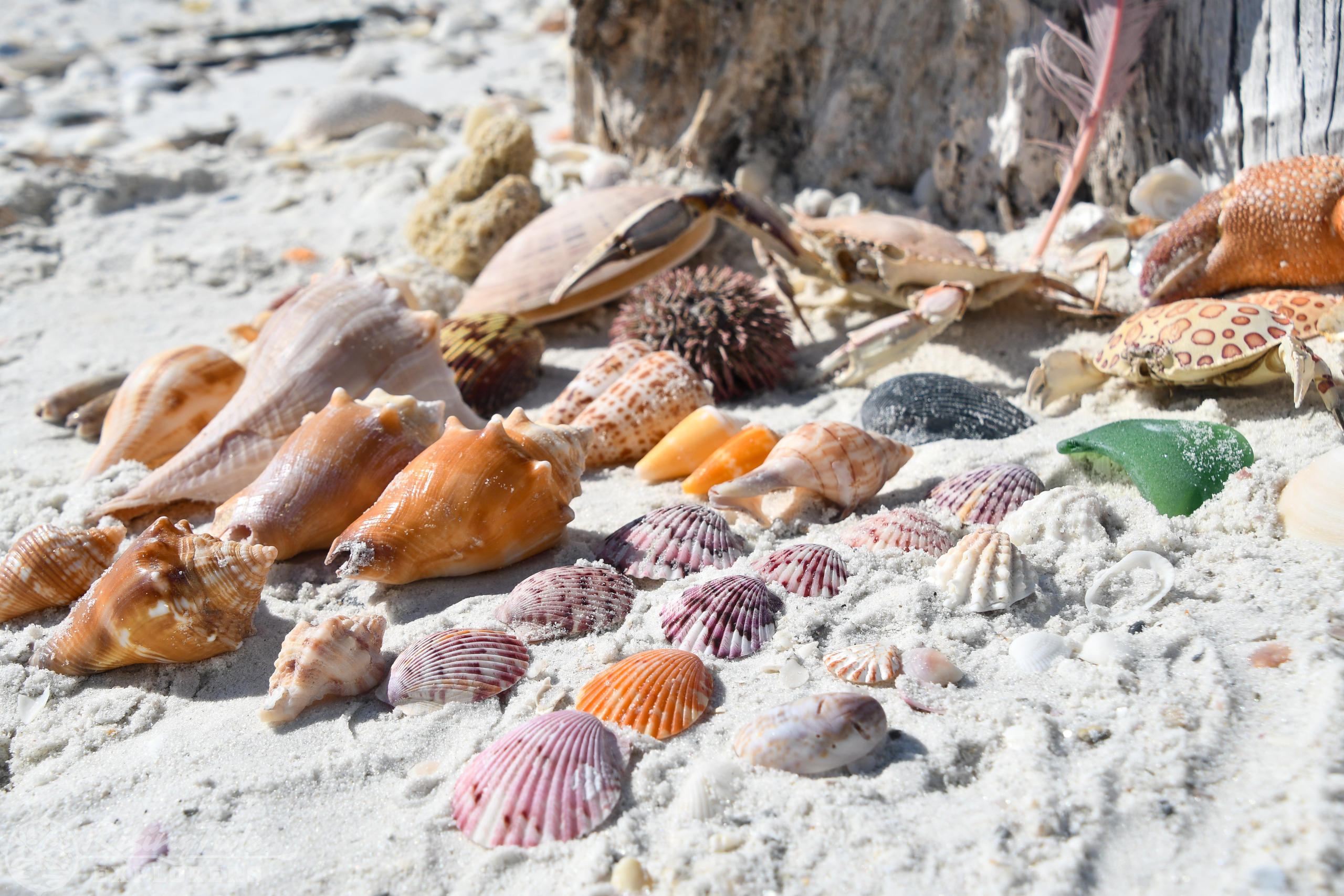 Life's a Beach Cruise- Barrier Island Shelling