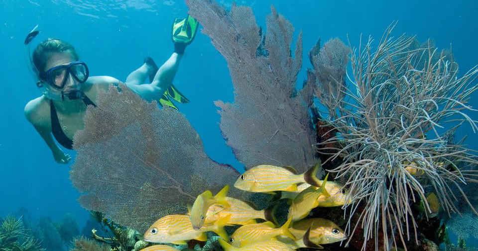 Snorkeling Trips — Islamorada