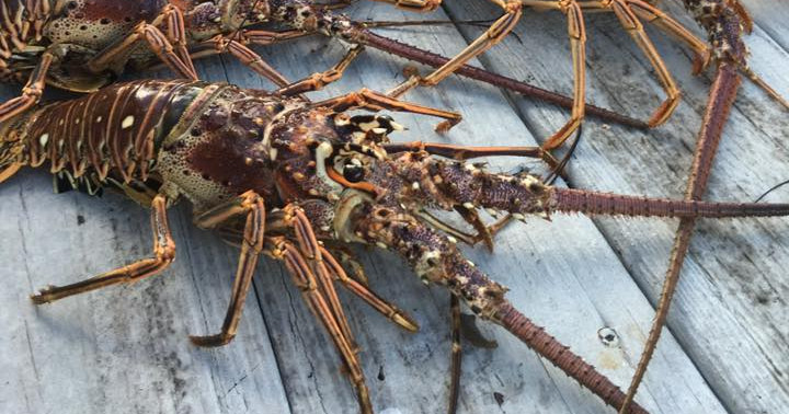 Lobster Snorkel Trips — Islamorada
