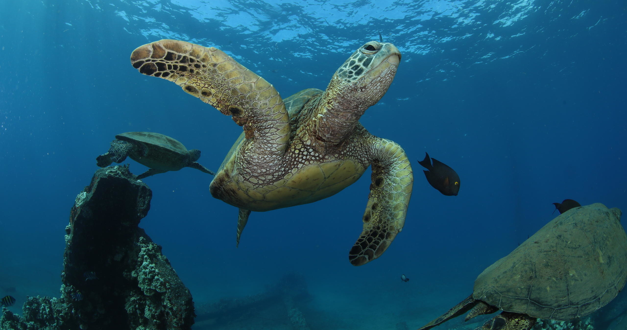 PADI Open Water Diver Certification — Key Largo