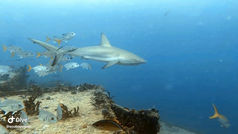 PADI Advanced Open Water Diver Certification — Key Largo