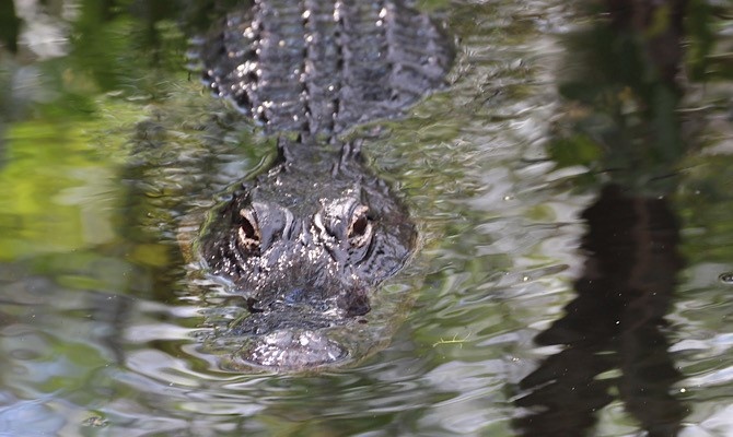 Everglades Airboat Tour