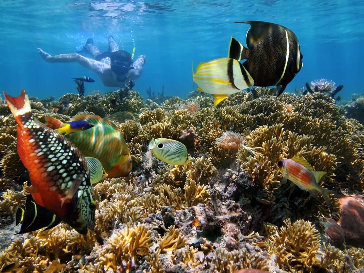 Two Reef Snorkel Tour With Sunset Cruise — Key West