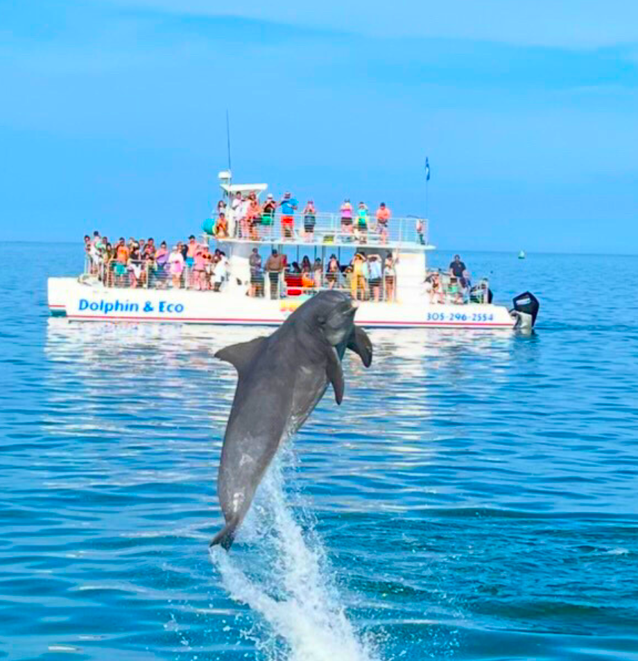Morning Dolphin & Snorkel Combo — Key West