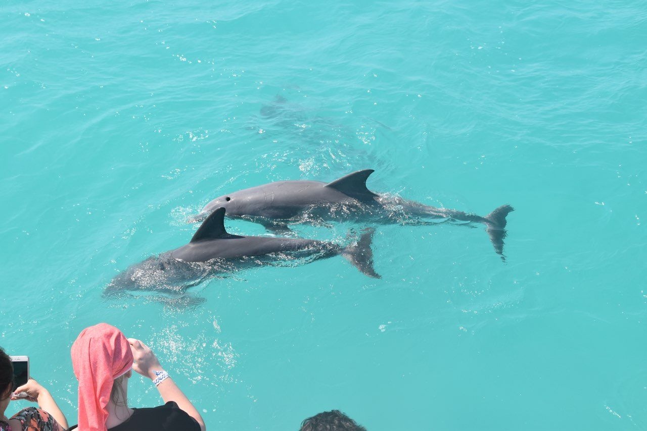 Dolphin, Snorkel & Sunset Combo — Key West