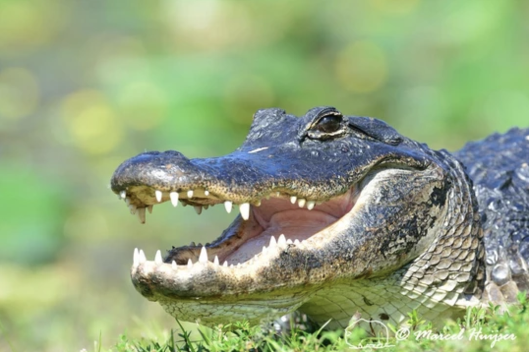Everglades Airboat Adventure with FREE South Beach Bike Rental