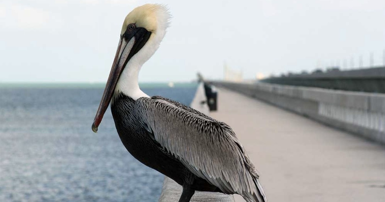 Custom/Private Tours — Islamorada