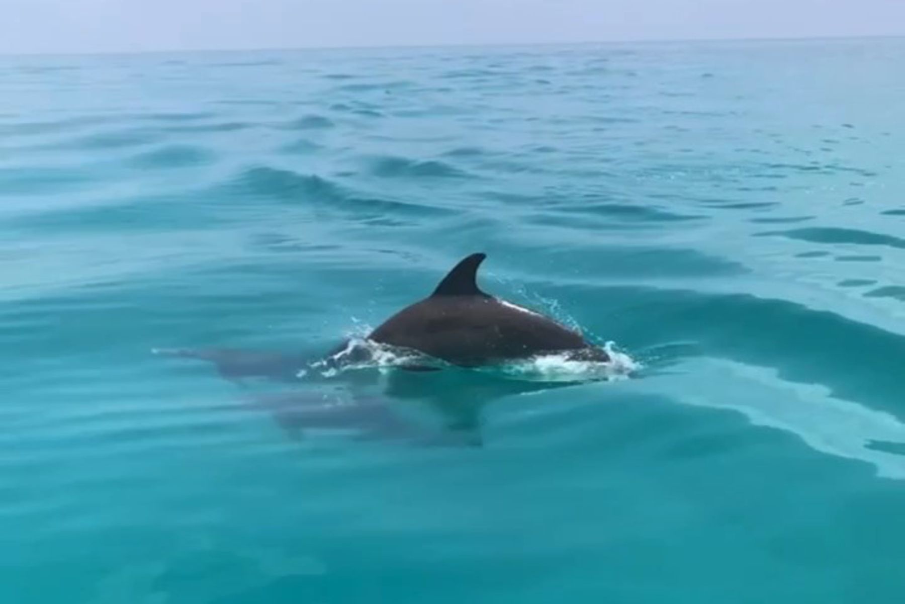 Key West Private Morning Eco/Mimosa Cruise on a Tiki Boat — Key West
