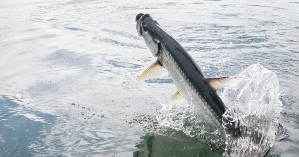 Tarpon