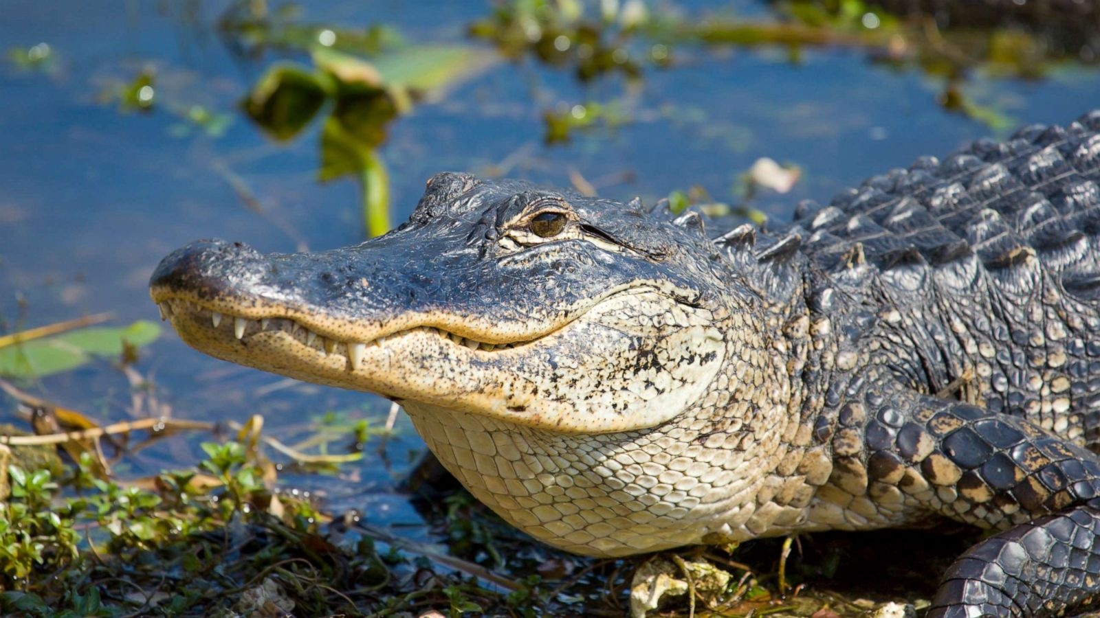 Everglades Airboat and Millionaire's Row Cruiser Tour Combo + FREE 2 HOURS with Rentals.