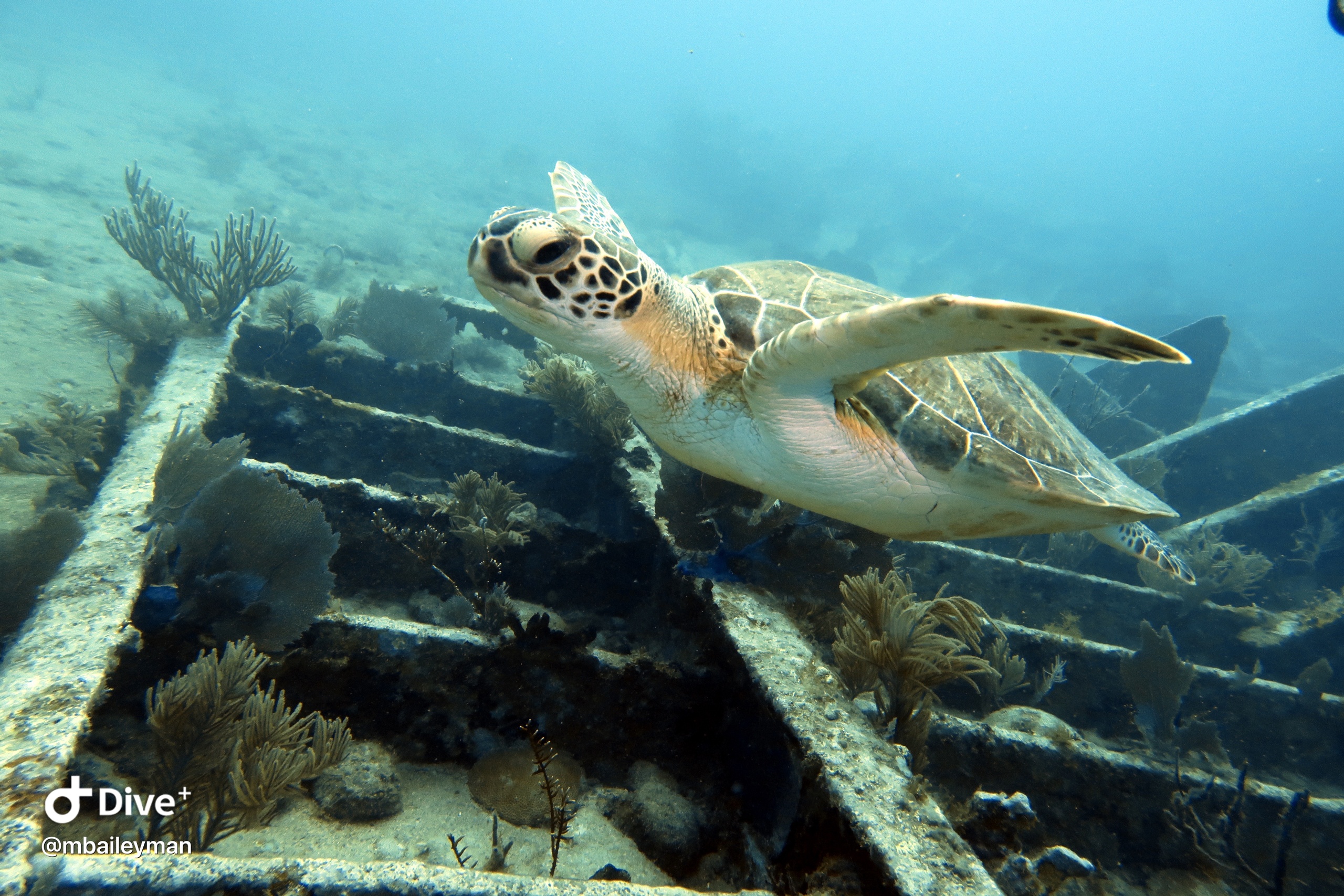 Scuba Refresher — Key Largo
