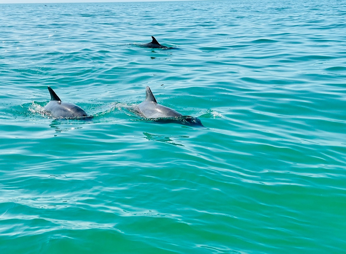 Swimming, Sightseeing, Dolphin Watching — Key West