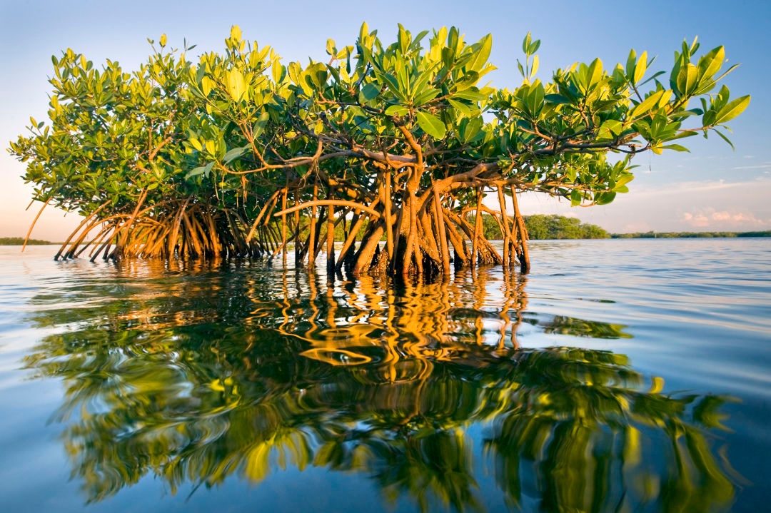Florida Everglades National Park Private Tour — Islamorada