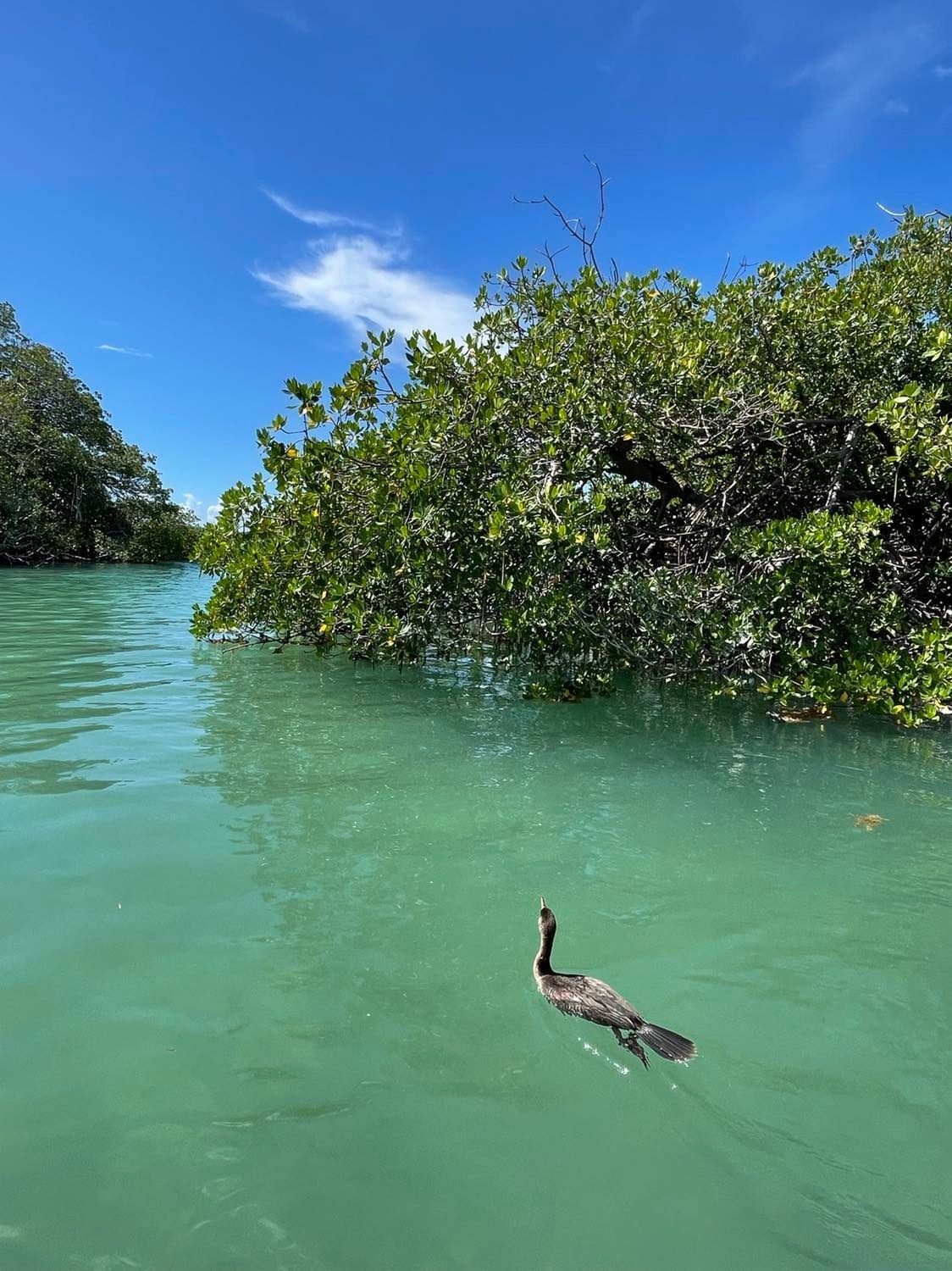 Mangroves, Nature & Wildlife Cruise — Islamorada
