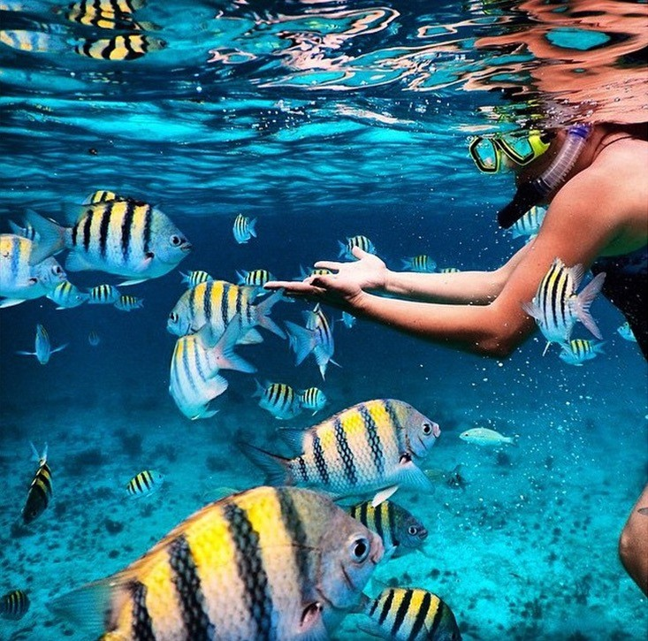 Snorkel the Reef — Key Largo