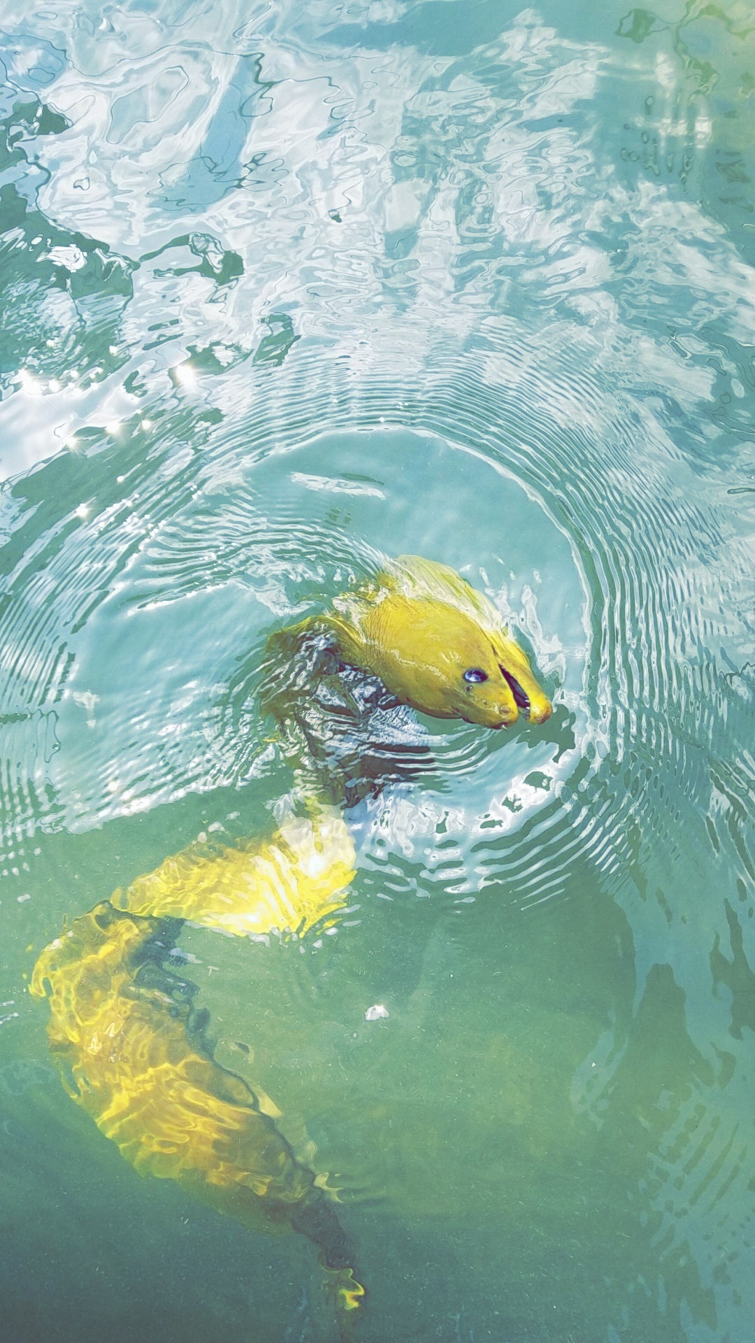 GETTING TRASHED — Islamorada