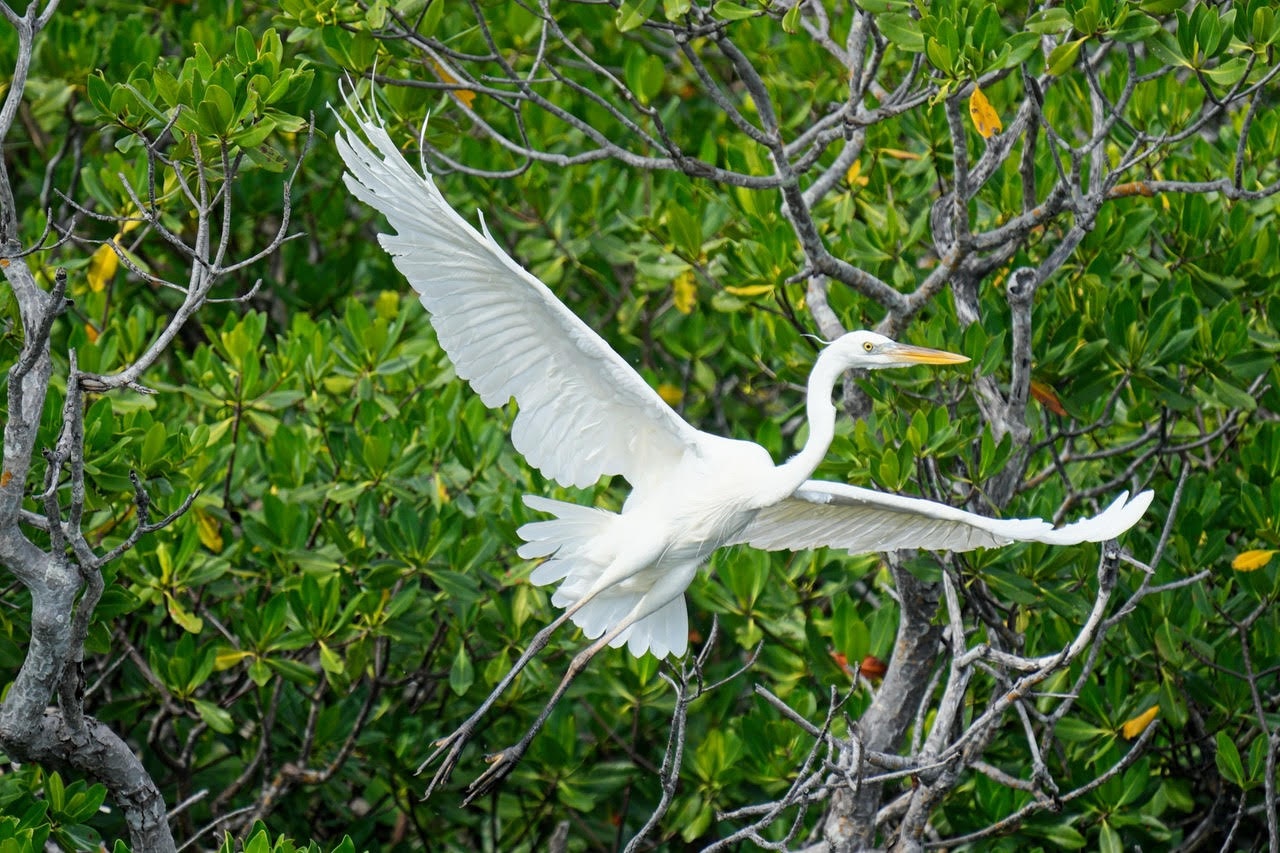 Eco Tour — Key Largo
