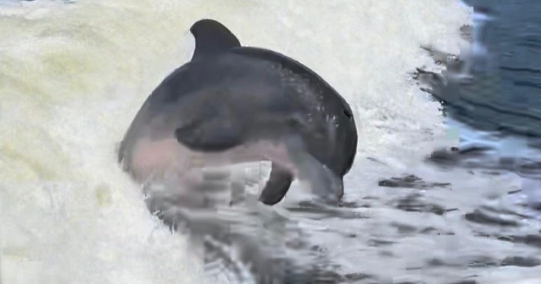 Private Sunset & Dolphin Cruise — Cape Coral