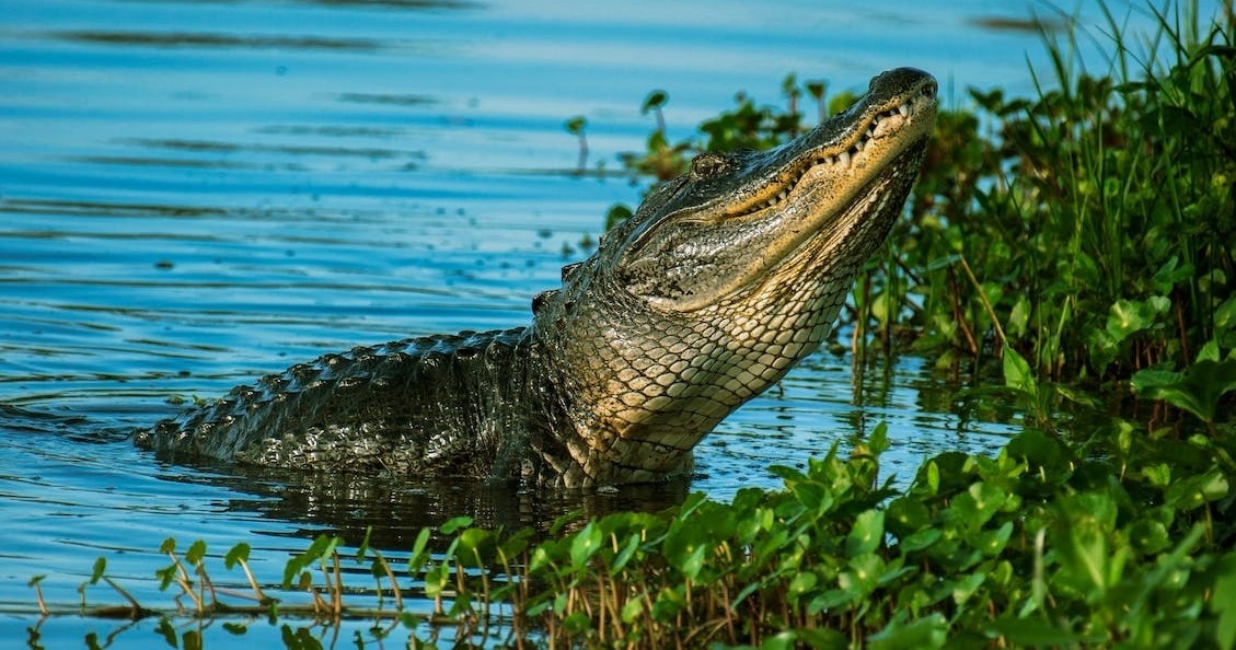 EVERGLADES in Miami