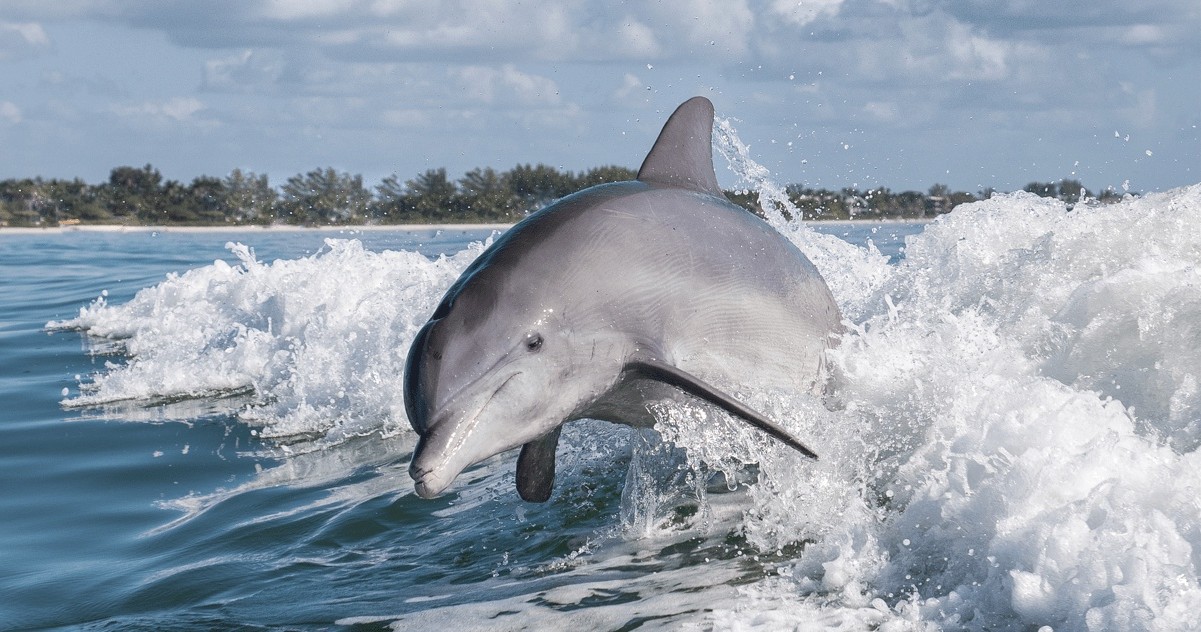 Dolphin Tour — Naples