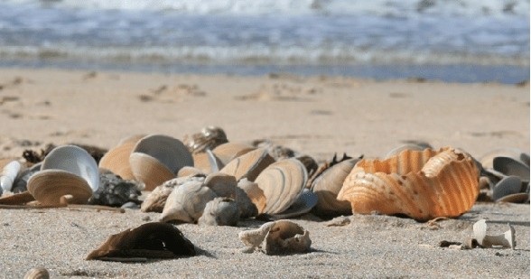 Shelling Trip — Naples