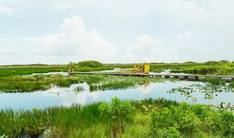 Dry Hike & Everglades Adventure (Naples) — Hollywood