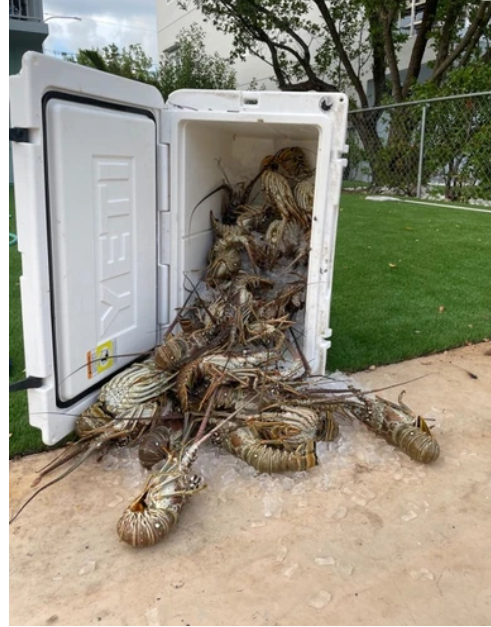 4 Hour Trip - Lobster — Islamorada